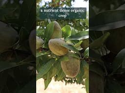 Regenerative Organic Almond Farm: High Yield - Less Water #regenerativefarming  #organicfarming