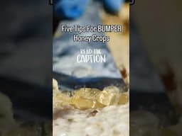 Five Tips For BUMPER Honey Crops