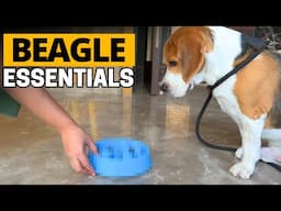 Things Every Beagle Owner Should Invest In!