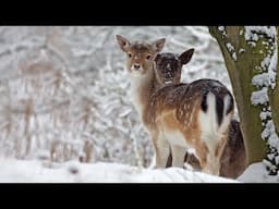 Beautiful Relaxing Music, Peaceful Soothing Instrumental Music, "Winter Wildlife" by Tim Janis