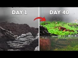 I Made an Ecosystem Inside an Old Aquarium in 40 Days