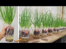 Growing green onions in plastic cups- Unique onion growing tips