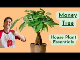 Money Tree Plant Care - How to Grow Pachira - Low Maintenance