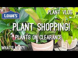 Uncommon Alocasias & New Urban Jungle Houseplants! Plant Shopping at Lowes | Repotting Plant Chores