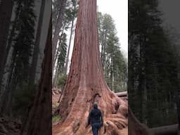 Kings Canyon National Park | General Grant Tree