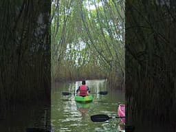 Kayaking at Paravur Lake #keralatourism # varkala #paravur #kayaking #short #shortvideo