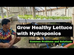 Grow healthy hydroponic lettuce!