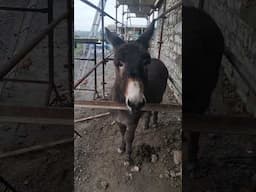 Tilly Gets Stuck!  #donkey #donkeytrouble #diyrenovation #irishcottage #derelict #offgrid