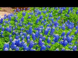 How To Grow Bluebonnets