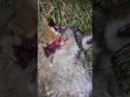 Coyote head trauma