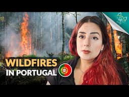 Wildfires in Portugal: What’s Happening & How You Can Help!