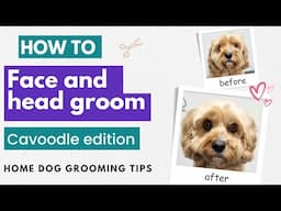 How To Groom Your Dog's Face | Home Dog Grooming Tips