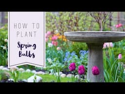 How to Plant Spring Bulbs | *Easy Tutorial* Cottage Gardening in the Northeast #gardeningtips