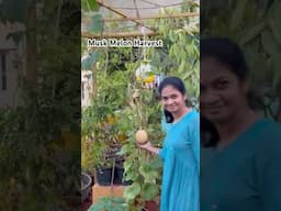 Musk Melon Harvest #terracegraden #organic #growyourownfood #terraceharvest #harvest @MADGARDENER