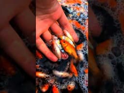 1000s Of The WORLDS Hungriest Koi Fish !