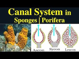 Canal System in Porifera | Types of Canal System | Ascon | Sycon | Leucon| Functions of Canal system