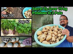 10 Aloo Se 10 Kilo Aloo Ugane ka Secret Wo Bhi Gamle Me | How to grow Tons Of Potatoes In Container