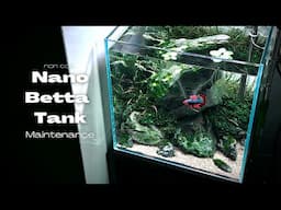 BETTA FISH TANK MAINTENANCE | How to service a nano planted aquarium