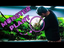 The BIGGEST Pinnatifida We've Ever Seen... | Transforming an Overgrown 650-liter Aquarium