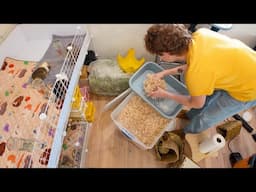 Cleaning ALL of my Guinea Pig Cages! ✨SO satisfying✨