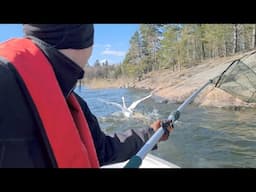 Swan rescue operation - Stockholms Vildfågel Rehab