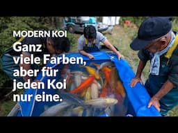 Die starken Mujimono aus dem Naturteich Kirita | Modern Koi Blog #6993