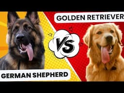 German Shepherd Vs Golden Retriever In Hindi #dogs