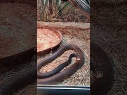 Dangerous Snake exhibitions  Australia 🇦🇺