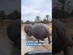 These Big Hippos Should Get A Diet