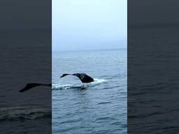 What kind of whale swam in front of our sailboat?