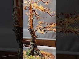 Winter preparation of Larch bonsai