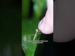 Hatching weird egg sac