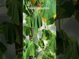 Cucumbers are wilting! What to do to save them? #cucumber #cucumbers #cucumberplant