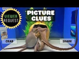 Octopus Experiments with Picture Clues - VIEWER REQUEST