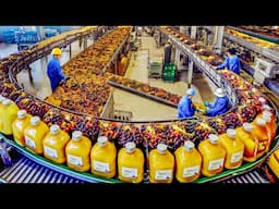 Harvesting Millions Tons of Oil Palm Fruit by Machine - Processing Palm Oil in Factory