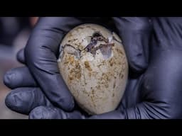 Cuteness Overload! A Penguin Chick's First Pip, to Their First Dip.