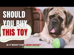 Is This Interactive Dog Toy Worth the Money? Watch My Two Mastiffs Put It To the Test!