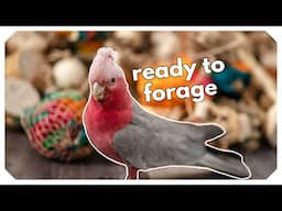 Why Your Parrot Needs Foraging Toys