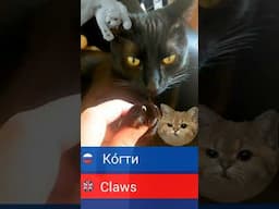 Cat vocabulary in Russian | Learn Russian words with fun