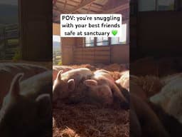 Just like us…pigs form friendships! #farmsanctuary #farmanimals #cuteanimals #pigs #animals