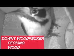 Woodpecker Pecking Wood Up Close - Downy Woodpecker