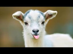 Funny 🤣 Adult and Baby Goats 🐐 Screaming