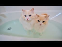 Why do Cats Hate Water So Much? | The Cat Butler