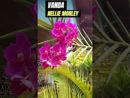 Vanda Nellie Morley cross