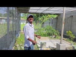 Small Aviary At Our New Farm Just Getting.