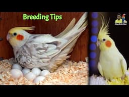 Cockatiel parrot Breeding & care tips | cocktail parrot | Cocktail bird | Parakeet | Birds