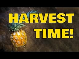 Learn How To Harvest Pineapple In This Quick And Easy Video Tutorial