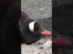 Up Close with Gentoo Penguin: A Journey Through the Antarctic Wilderness