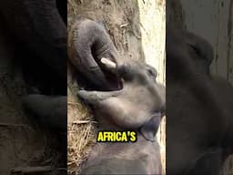 Man saves the life of a thirsty baby elephant!✨ Animal rescue #shorts