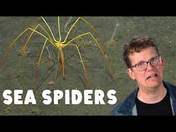 Bad News: The Ocean Is Full of Spiders*